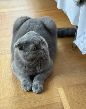 Young gray Scottish fold-eared cat lies on the parquet floor and watches something