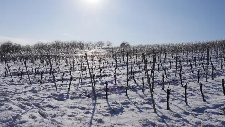 Winterlandschaft im Weinanbaugebiet Rheinhessen, verschneiter Weinberg, Rheinland-Pfalz