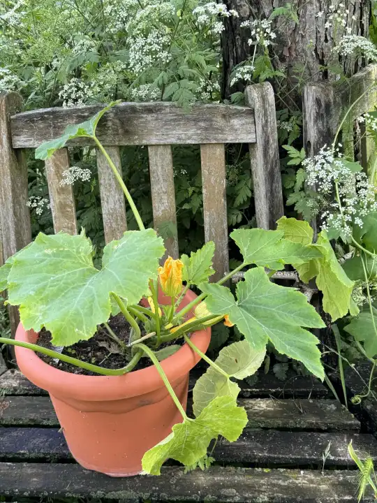 Zucchini plant with flowers in a flower pot on a garden bench