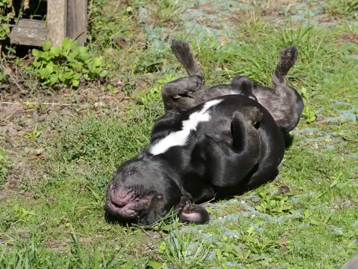 Schwarz-weiße Französische Bulldogge, Rüde, auf dem Rücken liegend, er lässt sich die Sonne auf den Bauch scheinen
