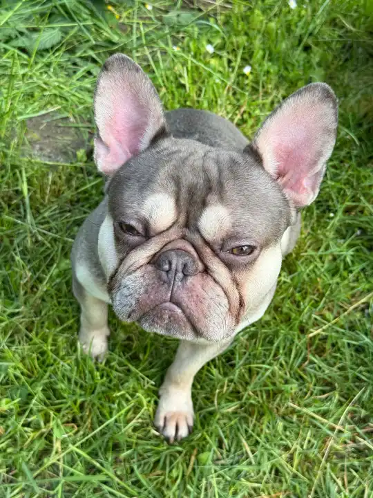 Beige-white French Bulldog, male, close-up on the meadow