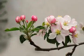 apple blosson