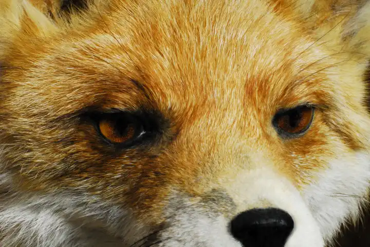 Fox portrait european fox