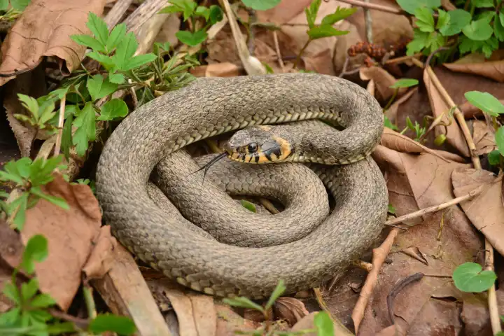 Snakes Ringelnatter Natrix natrix