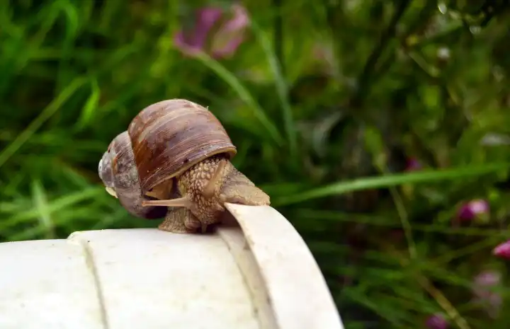 snail vineyard weichtier
