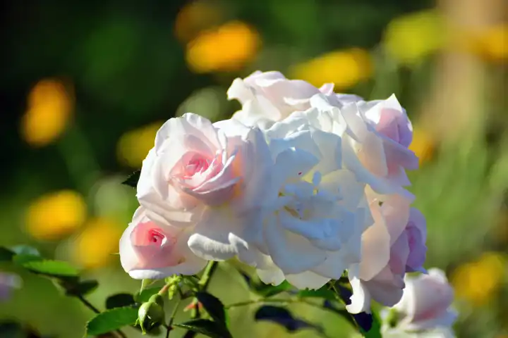 Rose the beautiful