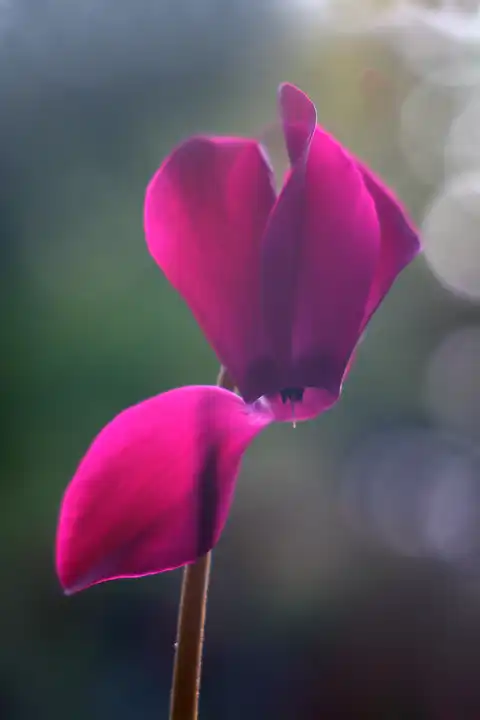 Alpenveilchen Blüte Cyclame