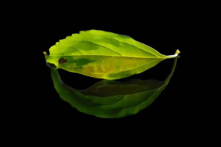 Green leaf in mirror