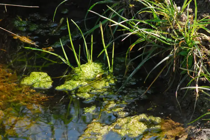 Source with algae