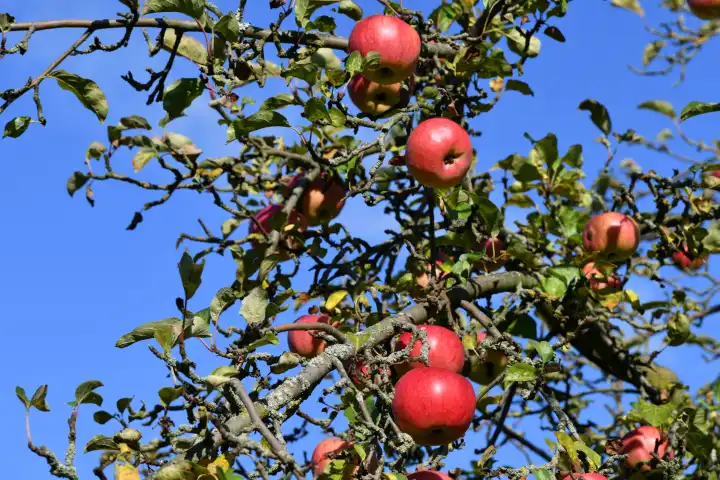 Rote Äpfel am Apfelbaum
