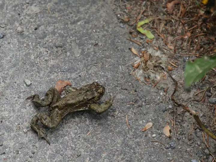 Common toad walking on road in Ore Mountains in summer 2023