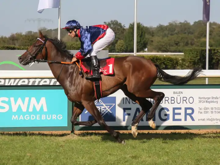 Rene Piechulek wins on the gelding Downtown the BBAG auction race 5.race on 09.09.2023 on the racecourse Magdeburg