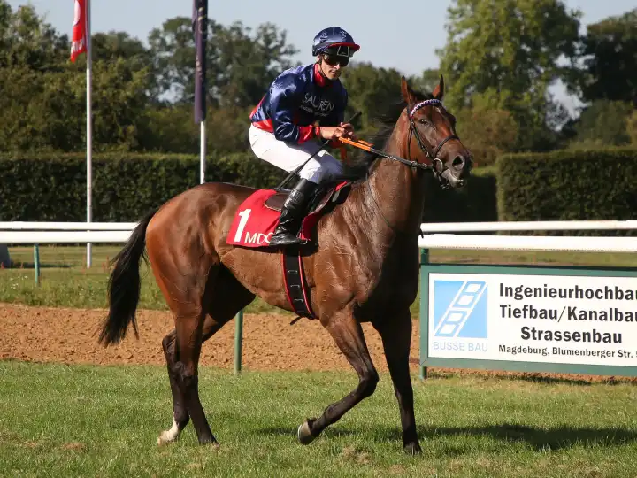 Rene Piechulek wins on the gelding Downtown the BBAG auction race 5.race on 09.09.2023 on the racecourse Magdeburg
