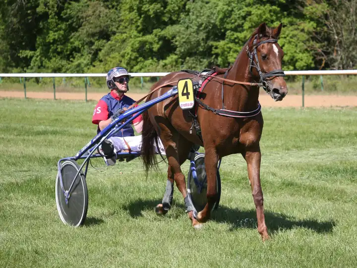 Trotting driver Dennis Spangenberg with Early Love before the 2nd race Preis der Werner Bau GmbH at the Magdeburg-Herrenkrug racecourse on May 9, 2024