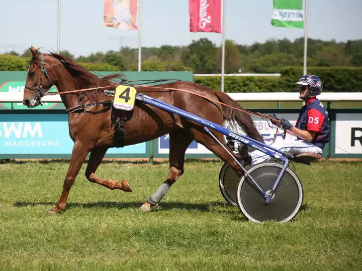 Trotting driver Dennis Spangenberg with Early Love before the 2nd race Preis der Werner Bau GmbH at the Magdeburg-Herrenkrug racecourse on May 9, 2024