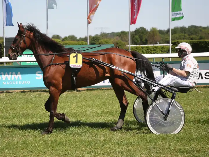 Trotting driver Thomas Reber with Hitacq Wit before the 2nd race Preis der Werner Bau GmbH at the Magdeburg-Herrenkrug racecourse on 09.05.2024