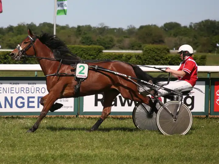 Trotting driver Thomas Reber with Gouritch before the 4th race Preis der Gartenstadt GWG Reform at the Magdeburg-Herrenkrug racecourse on 09.05.2024