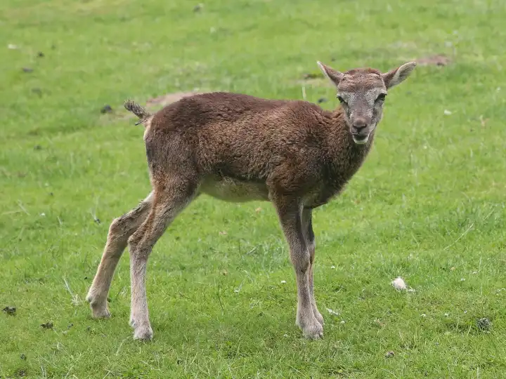 Fallow deer in the Osterzgebirge Wildlife Park in Altenberg-Geising in summer 2024