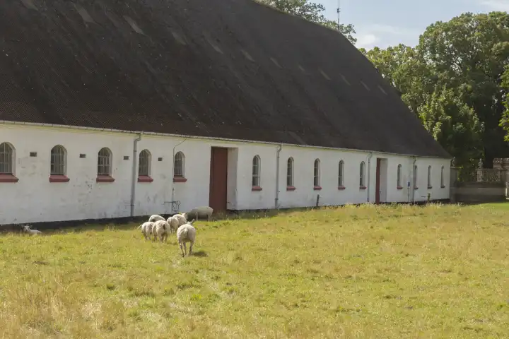 Schafe auf einer Wiese vor dem Stall in einem weißen Gebäude