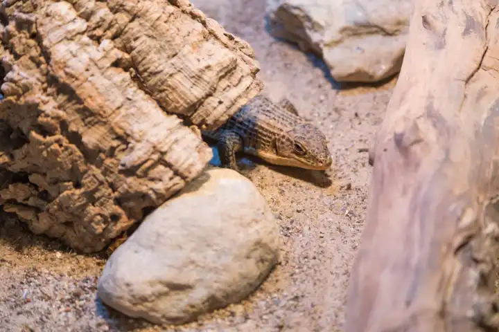 Lizard in the terrarium with wood and stone