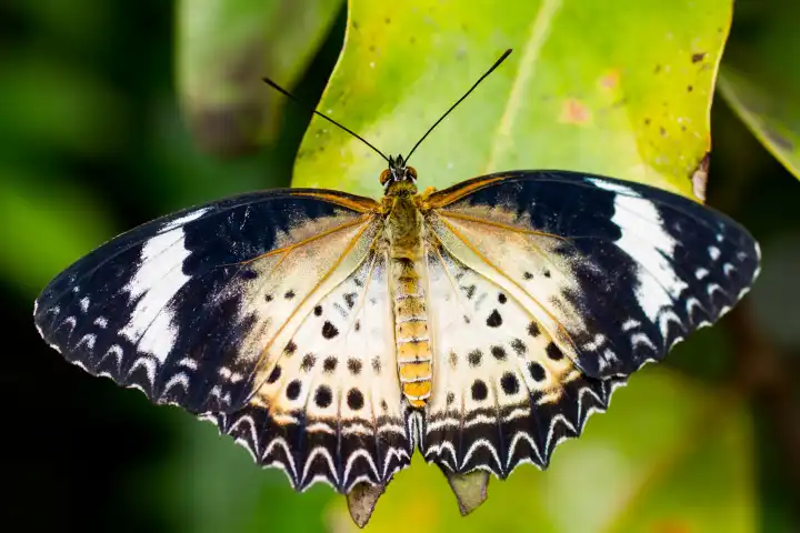 Closeup of a tropical butterfly