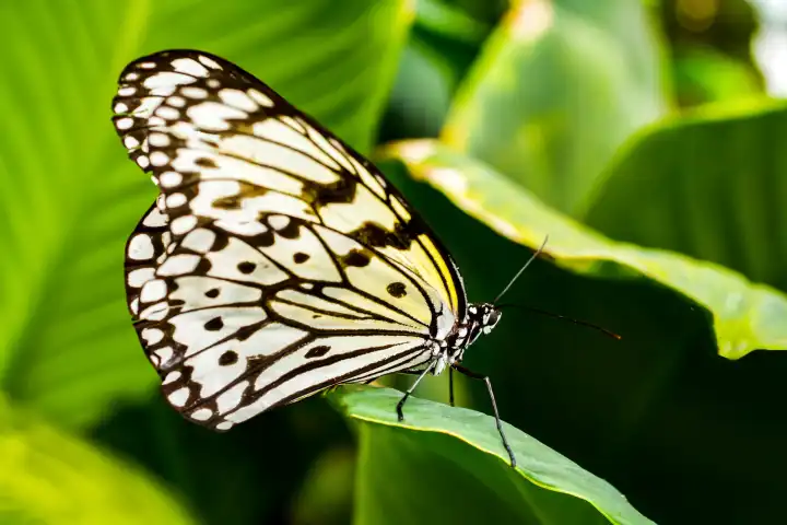 Nahaufnahme eines tropischen Schmetterlings