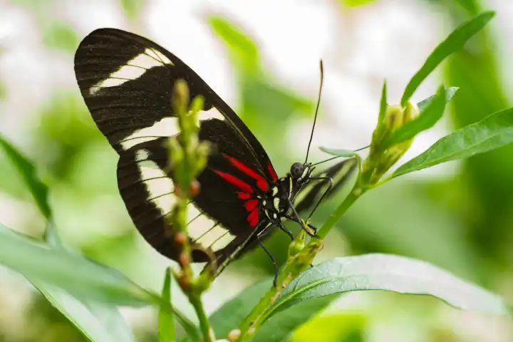 Closeup of a tropical butterfly