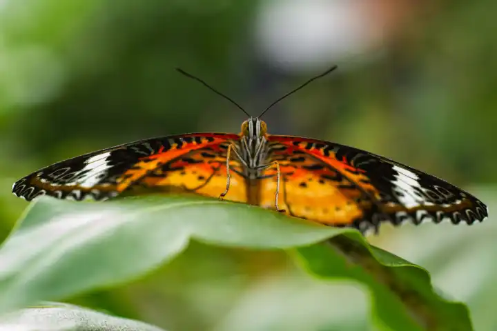 Nahaufnahme eines tropischen Schmetterlings