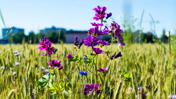 Summer flower in the fields