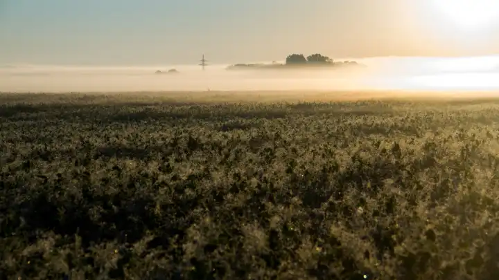 Foggy field in the morning sun