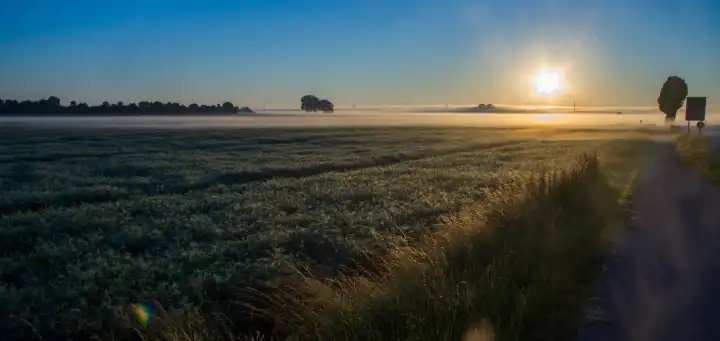 Foggy field in the morning sun