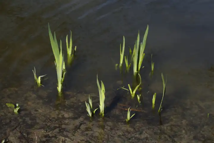 Schilf, Gräser in einem Gewässer, Deutschland