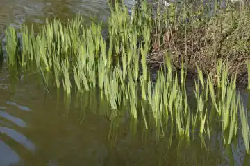 Schilf, Gräser in einem Gewässer, Deutschland