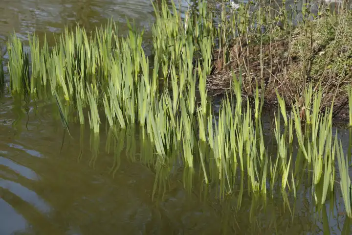 Reed, grasses in a water body, Germany