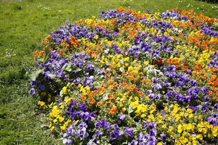 Pansy flowers, flower bed, Germany