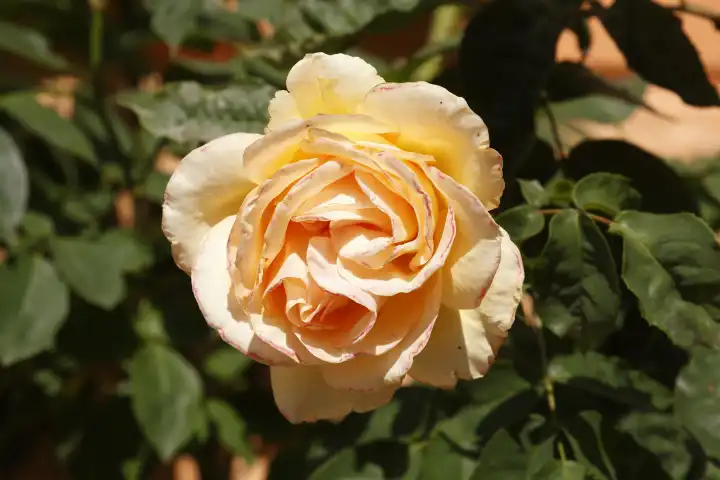 Gelbe Rose, Deutschland