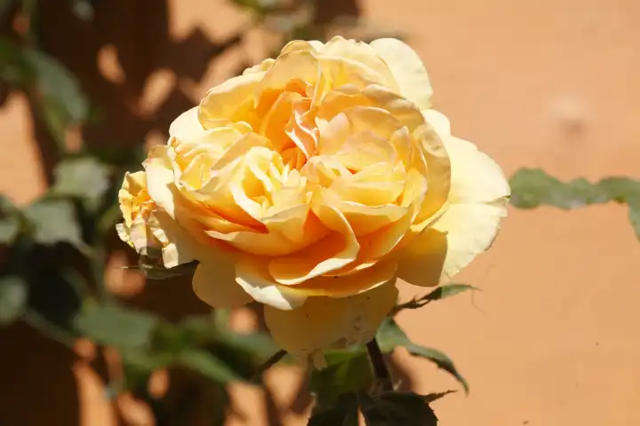 Gelbe Rose, Deutschland