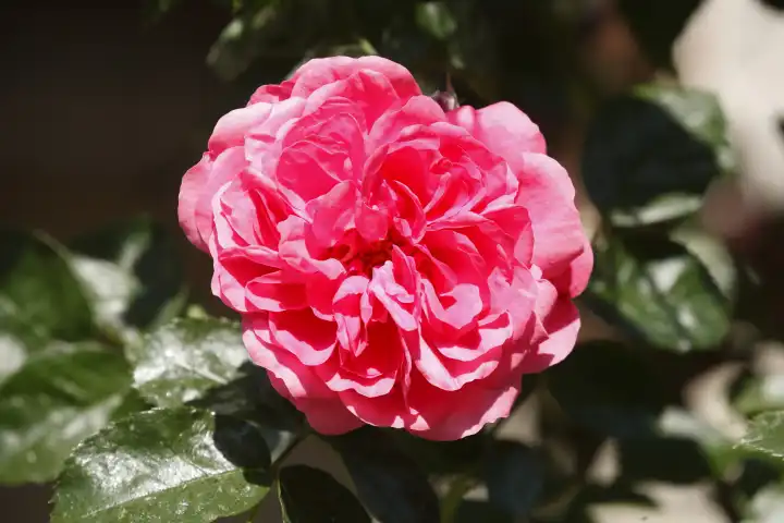 Pink Rose, Germany