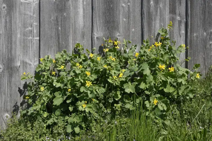 Yellow flowers in front of a wooden fence, Germany