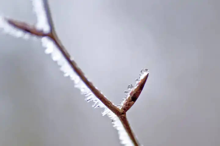 Frozen Water On A Branch