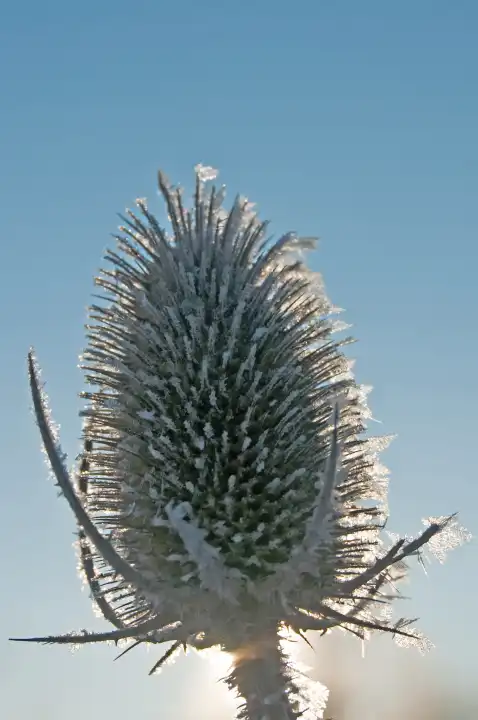 Teasel On Frost