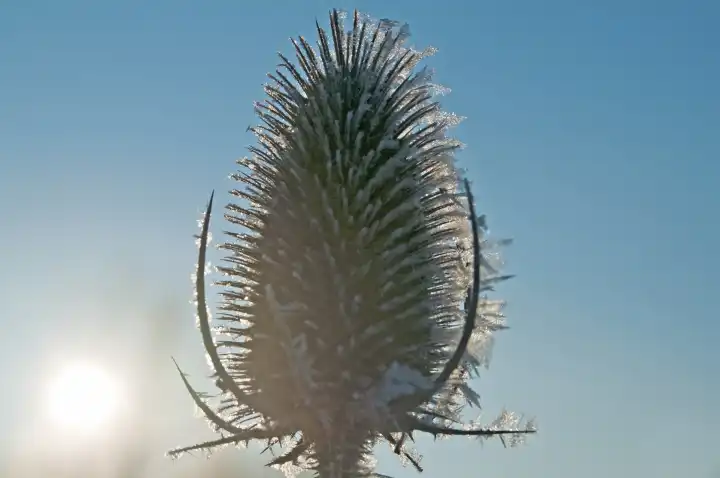 Teasel On Frost