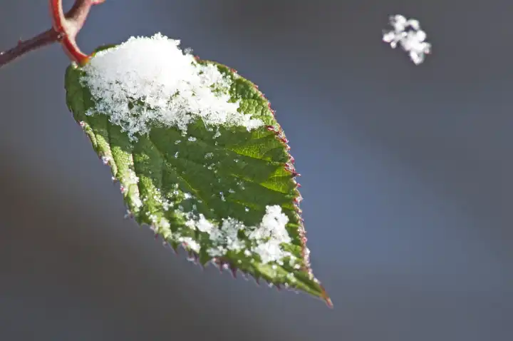 Blackbeery Leaf With Snow