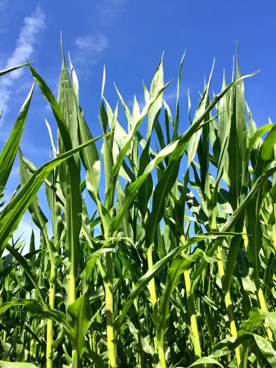 Corn With A Blue Sky