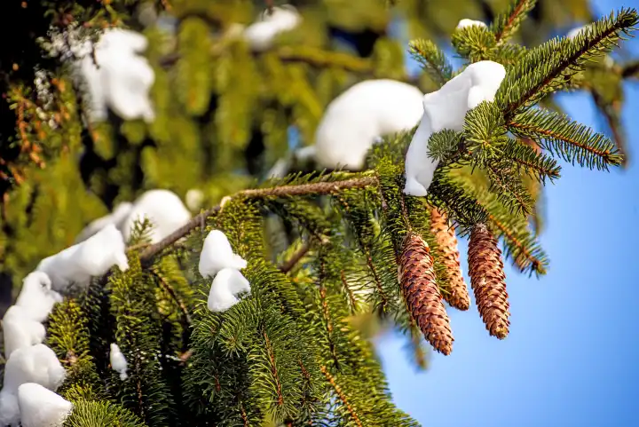 Snow-Hat On A Spruce