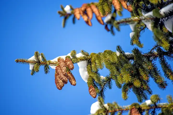 Snow-Hat On A Spruce