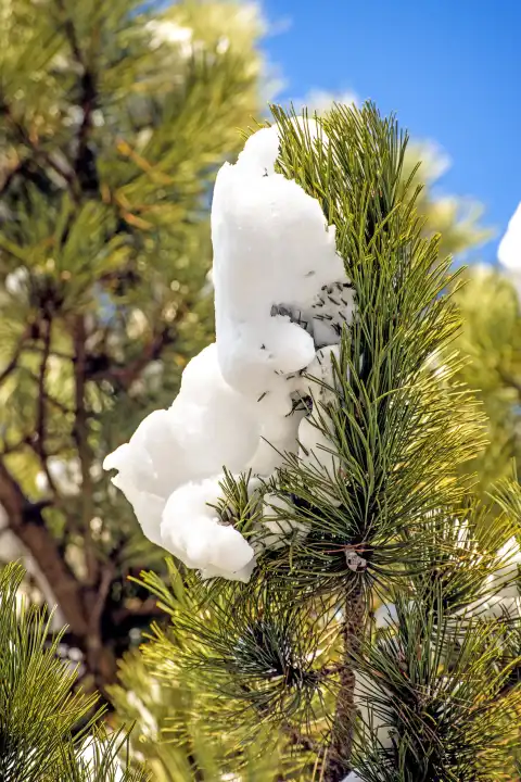 Snow-Hat On A Pine