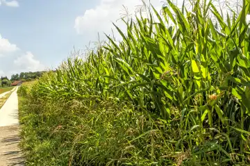 Field Of Corn