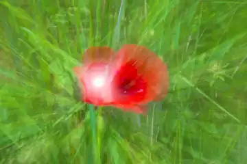 Poppy With Zoom Effect