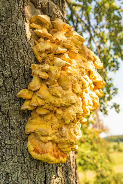 crab-of-the-woods, mushroom on an apple tree in Germany